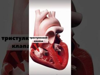 Вивчаємо анатомію разом #нмт #профілактика #поступлениевмед #биология