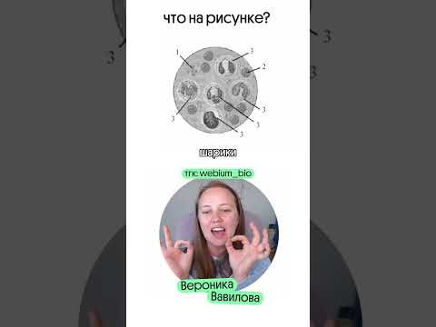 полезные материалы в тгк @webium_bio #биология #биология #егэ #егэ2027