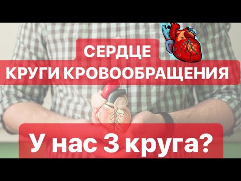 СЕРДЦЕ.КРУГИ КРОВООБРАЩЕНИЯ.ЕГЭ БИОЛОГИЯ 2019