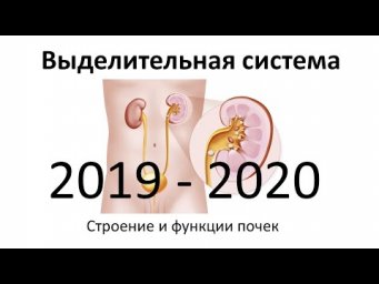 20. Выделительная (8 класс) - биология, подготовка к ЕГЭ и ОГЭ 2020