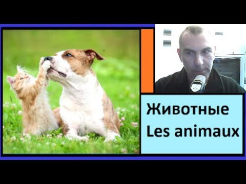Животные - Les animaux - 250 самых важных слов французкого языка в контексте Животные - Les animaux - 250 самых важных слов французкого языка в контексте