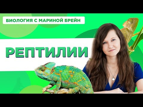 Рептилии (пресмыкающиеся) Рептилии (пресмыкающиеся)