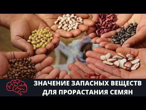 Семя  Значение запасных веществ для прорастания семян Опыт