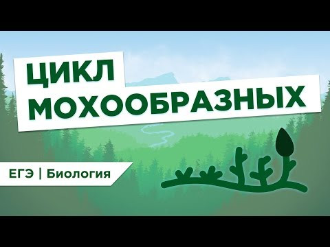 ЦИКЛ МОХООБРАЗНЫХ l ЕГЭ Биология | Даниил Дарвин