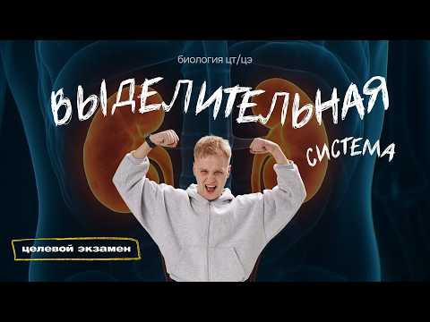 Выделительная система | Целевой экзамен Выделительная система | Целевой экзамен