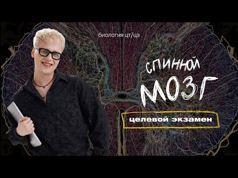 СПИННОЙ МОЗГ | Целевой экзамен СПИННОЙ МОЗГ | Целевой экзамен