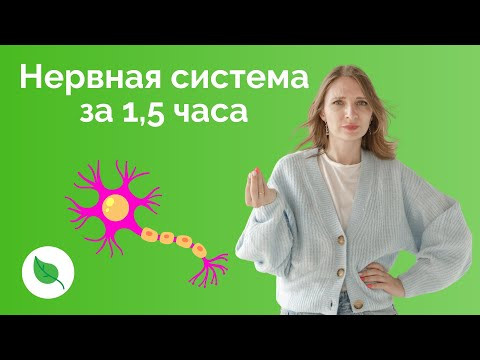 Нервная система за 1,5 часа для ЕГЭ по Биологии Нервная система за 1,5 часа для ЕГЭ по Биологии