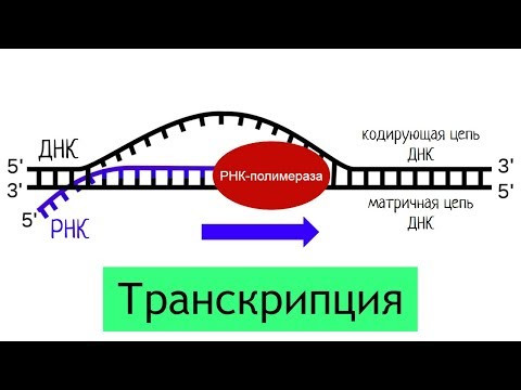 Синтез белка: транскрипция | самое простое объяснение Синтез белка: транскрипция | самое простое объяснение