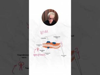 Цитоплазматическая мембрана | Биология с Яном