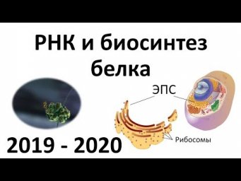 4. РНК и синтез белка (9 или 10-11 класс) - биология, подготовка к ЕГЭ и ОГЭ 2020