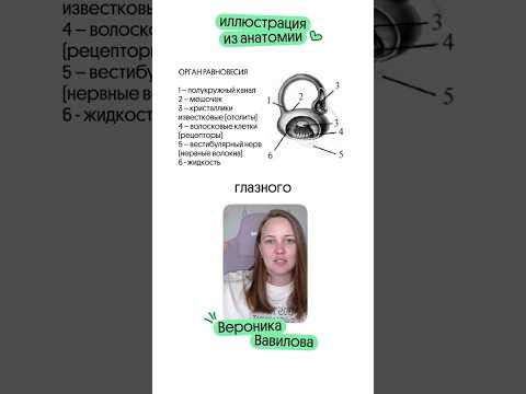полезные материалы в тгк @webium_bio #биология #биологияегэ #егэ #егэ2026