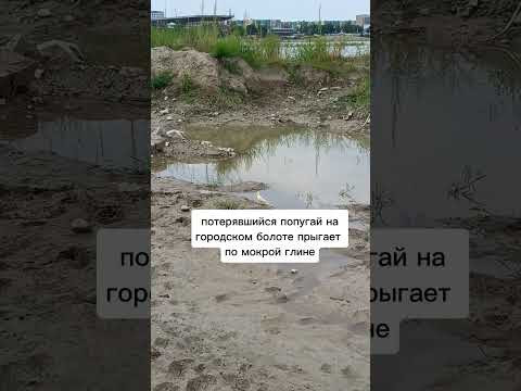 абиотические факторы среды #биология #экология #егэ