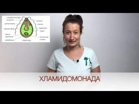 Строение Одноклеточных Водорослей на примере Хламидомонады / Биология онлайн с Александрой Соболевой Строение Одноклеточных Водорослей на примере Хламидомонады / Биология онлайн с Александрой Соболевой