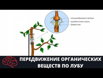 Стебель  Передвижение органических веществ по лубу Опыт