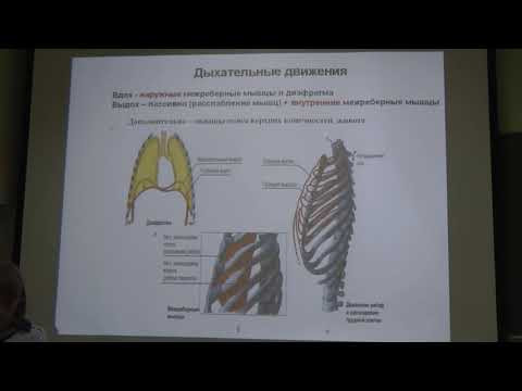 Физиология человека и животных. Лекция 3. Дыхание. Выделительная и половая системы. Зыбина А.М. edit