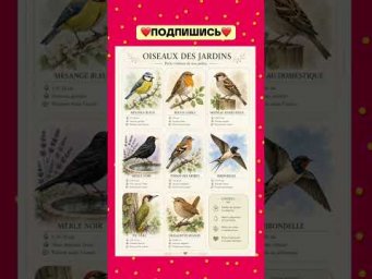Oiseaux de jardin #французскийонлайн #французскийпополочкам #урокифранцузької #французскийснуля