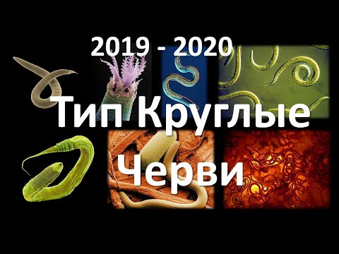 6. Круглые черви (7 класс) - биология, подготовка к ЕГЭ и ОГЭ 2020