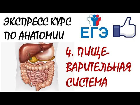 ПИЩЕВАРИТЕЛЬНАЯ СИСТЕМА (теория для ЕГЭ) ПИЩЕВАРИТЕЛЬНАЯ СИСТЕМА (теория для ЕГЭ)