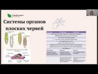 Плоские черви