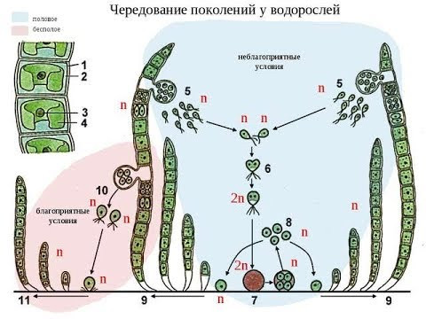 МНОГОКЛЕТОЧНЫЕ ВОДОРОСЛИ. СТРОЕНИЕ, МНОГООБРАЗИЕ, РАЗМНОЖЕНИЕ.