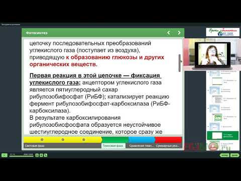 Стадии фотосинтеза. Видеоуроки биологии на egebio.ru