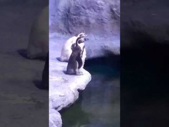 Estos ping&uuml;inos no saben que son aves&hellip; &iexcl;creen que son humanos! 