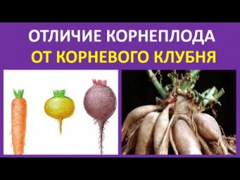 35. Отличие корнеплода от корневого клубня
