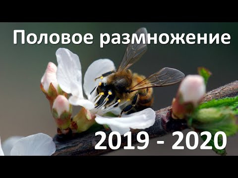 13. Половое размножение (6 класс) - биология, подготовка к ЕГЭ и ОГЭ 2020