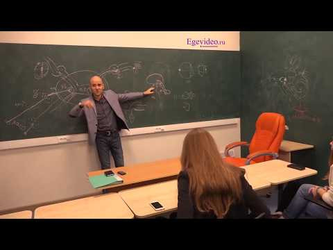 Гипофиз, тропные гормоны Гипофиз, тропные гормоны