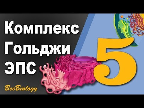 ОРГАНЕЛЛЫ клетки  &bull;  ЭПС  &bull;  Комплекс Гольджи