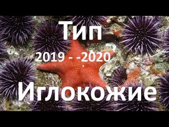 14. Иглокожие (7 класс) - биология, подготовка к ЕГЭ и ОГЭ 2020