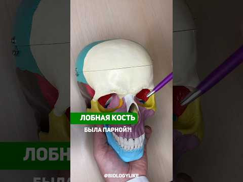 Лобная кость была парной? #биология #научныеистории #анатомия #подковальников
