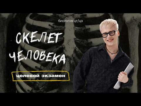 СКЕЛЕТ ЧЕЛОВЕКА | Целевой экзамен