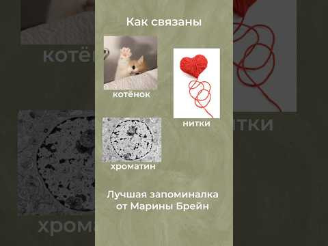 Знаете, что такое гетерохроматин? #биология #биологияегэ #егэ #химбио Знаете, что такое гетерохроматин? #биология #биологияегэ #егэ #химбио
