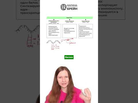 Из еды в белок тгк: Марина Брейн #егэ2027 #егэбиология Из еды в белок тгк: Марина Брейн #егэ2027 #егэбиология