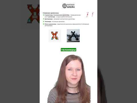 ТЕЛОМЕРЫ   ЗАЩИТНЫЕ КОЛПАЧКИ  тгк: Марина Брейн #егэ2027 #егэбиология