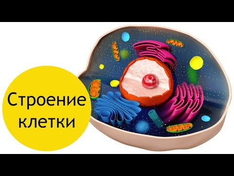 Строение клетки - кратко