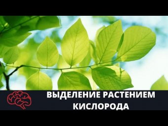 Лист  Выделение растением кислорода Опыт