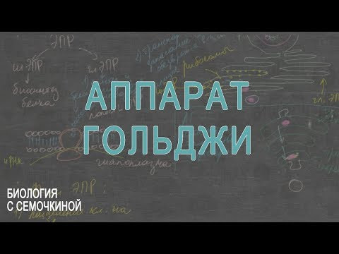 Аппарат Гольджи Аппарат Гольджи