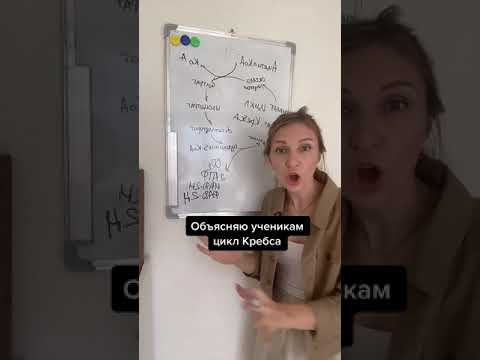 Объяснить цикл Кребса?