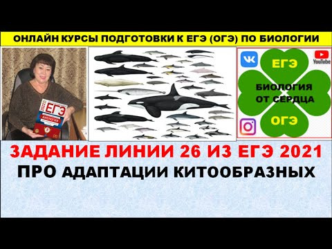 ЗАДАНИЕ ЛИНИИ 26 ИЗ ЕГЭ 2021 ГОДА ПРО АДАПТАЦИИ У КИТООБРАЗНЫХ ЗАДАНИЕ ЛИНИИ 26 ИЗ ЕГЭ 2021 ГОДА ПРО АДАПТАЦИИ У КИТООБРАЗНЫХ