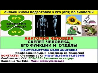 СТРОЕНИЕ СКЕЛЕТА ЧЕЛОВЕКА, ЕГО ОТДЕЛЫ И ФУНКЦИИ