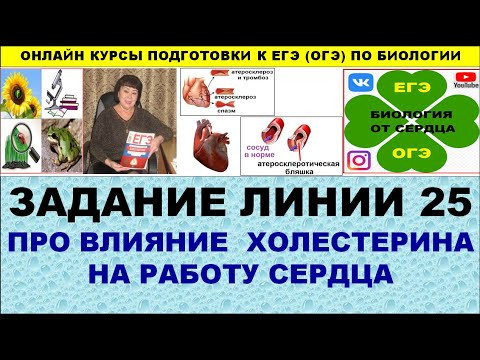 ЗАДАНИЕ ЛИНИИ 25 ПРО ВЛИЯНИЕ ХОЛЕСТЕРИНА НА РАБОТУ СЕРДЦА