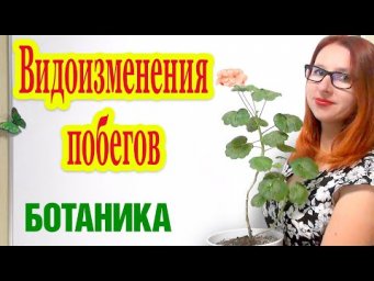 Видоизменения побегов