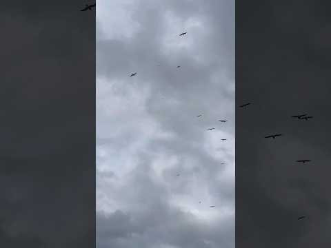 Las aves no tienen mapa&hellip; pero saben ad&oacute;nde ir 