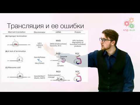 Реализация геномной информации. Трансляция. Регуляция и контроль качества. Часть 2 (без музыки)