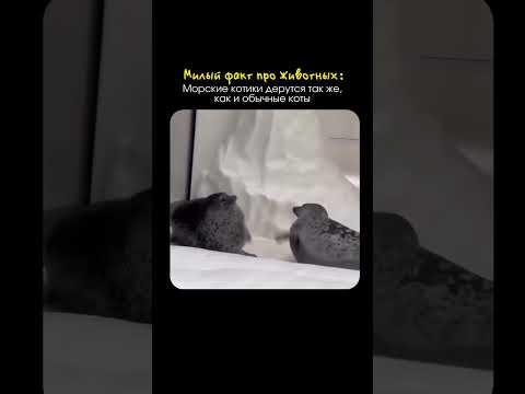 умиление в каждом кадре 