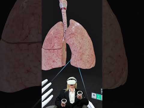 удивительный факт, но наши легкие несимметричные 