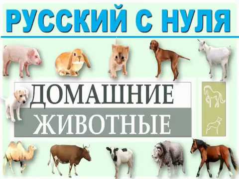 Русский язык с нуля. Домашние животные. РКИ для всех Русский язык с нуля. Домашние животные. РКИ для всех