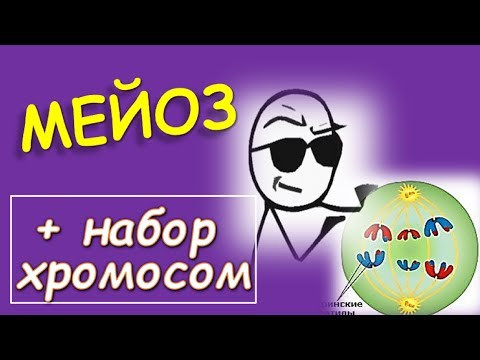 Мейоз | все фазы кратко и наглядно | ЕГЭ Мейоз | все фазы кратко и наглядно | ЕГЭ